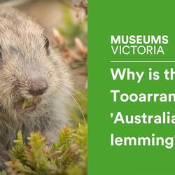 Why is the Tooarrana the 'Australian lemming'?