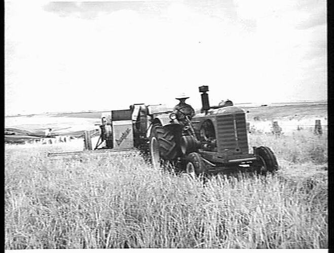MR. KEITH PARKER, `MT. PLEASANT', BANNOCKBURN, VIC., NO. 6 HEADER AND 55K TRACTOR IN 20-BAG CROP OF RESEARCH BARLEY: JAN 1953