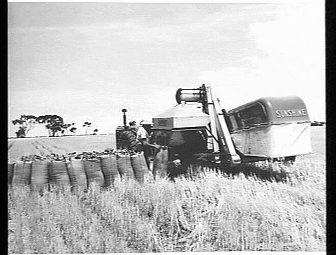 MR. J. LOWRY OF WYCHEPROOF, VIC., BAGGING-OFF FROM HIS SUNSHINE NO. 4 POWER DRIVE HEADER: DEC. 1953