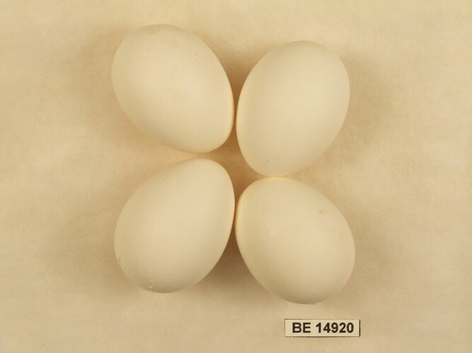 Four bird eggs with specimen label.