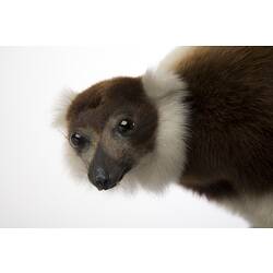 Mounted taxidermy specimen of black and white lemur.