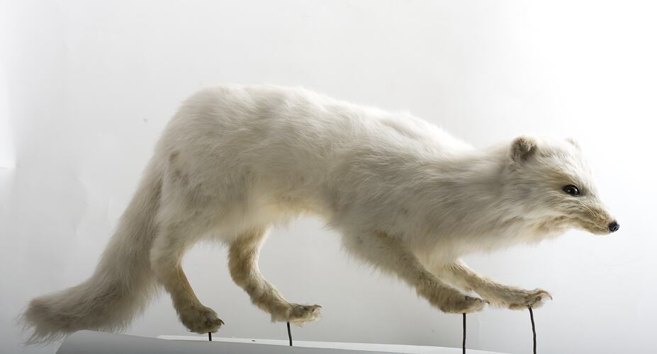 White fox specimen.