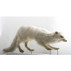 White fox specimen.
