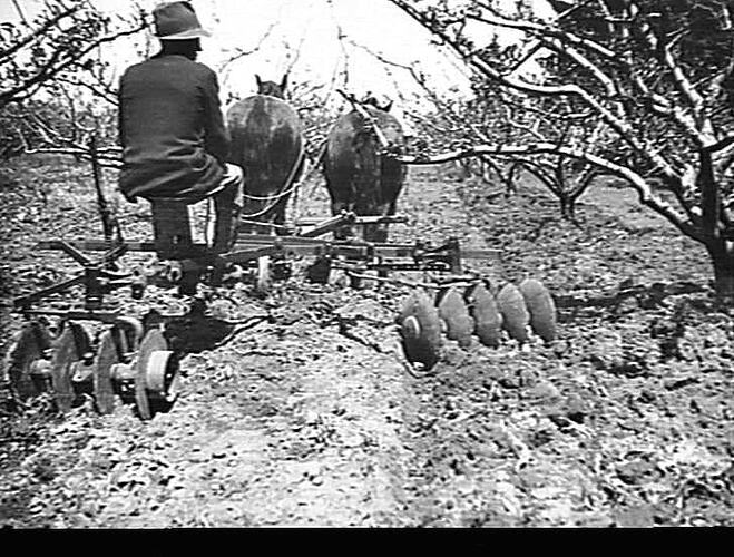 THE `SUNREACH' CULTIVATOR AT WORK ON F.E. UNTHANK'S ORCHARD AT HASTINGS: OCT 1936