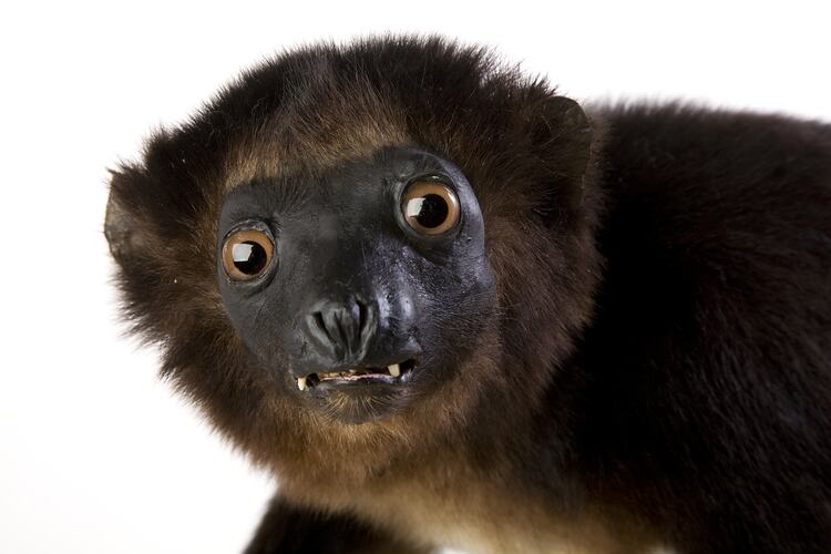 <em>Propithecus diadema perrieri</em>, Diademed Sifakas, mounted specimen. Registration no. C 27445.