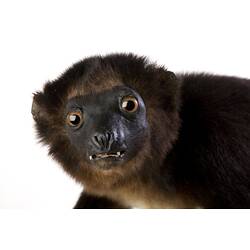 <em>Propithecus diadema perrieri</em>, Diademed Sifakas, mounted specimen. Registration no. C 27445.