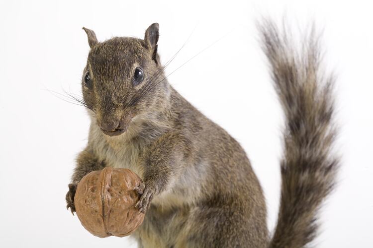 <em>Sciurotamias davidianus</em>, Père David's Rock Squirrel. [C 23782]
