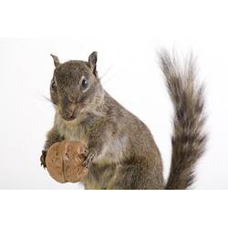 <em>Sciurotamias davidianus</em>, Père David's Rock Squirrel. [C 23782]