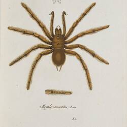A large brown spider with hairy legs on a cream background.