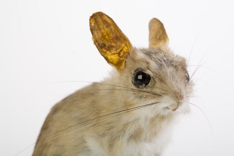 Taxidermied mouse specimen , detail of head.