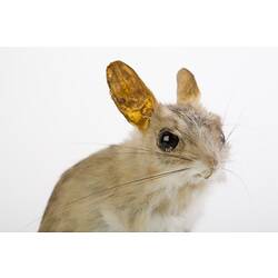 Taxidermied mouse specimen , detail of head.