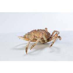 <em>Leptomithrax gaimardii</em>, Giant Spider Crab. [J 46721.18]