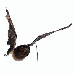 Bat specimen mounted as though in flight.
