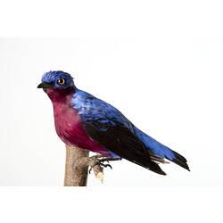 <em>Cotinga cotinga</em>