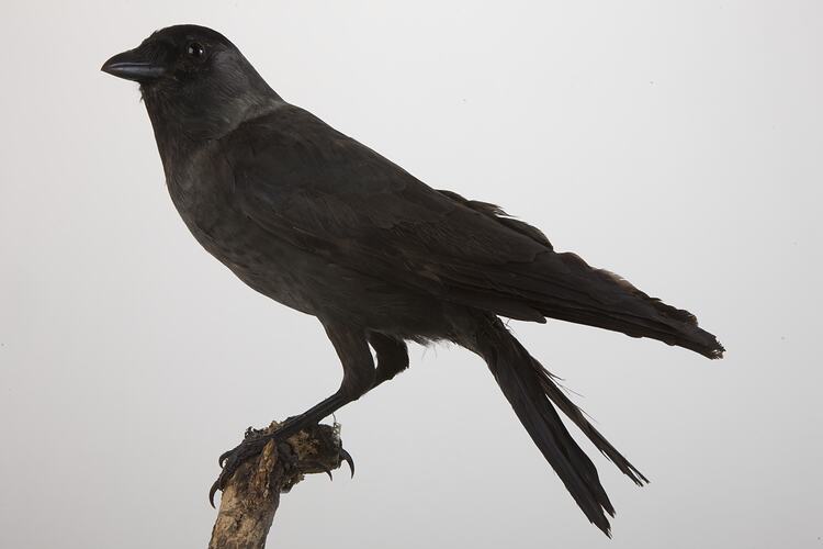 <em>Corvus monedula</em>, Eurasian Jackdaw, mount.  Registration no. 58370.