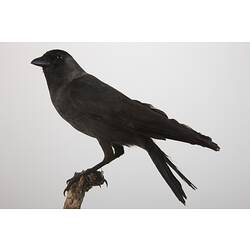 <em>Corvus monedula</em>, Eurasian Jackdaw, mount.  Registration no. 58370.