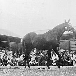 Negative - Newmarket, Victoria, 1920-1930