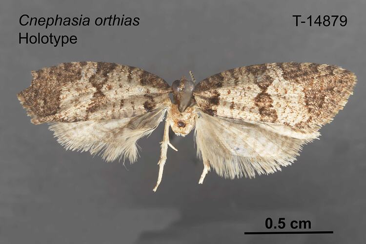 Moth specimen, dorsal view.