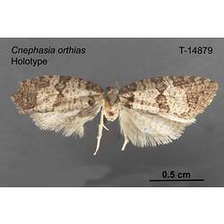 Moth specimen, dorsal view.