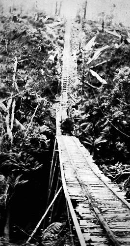 Timber worker standing on a log on a rail line, Beech Forest district, 1921.