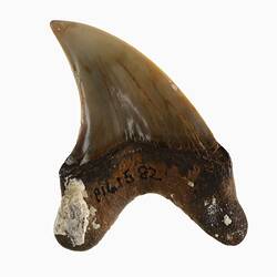 Curved brown shark tooth fossil.