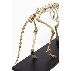 Thylacine skeleton, detail showing back legs and tail.