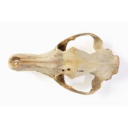 Thylacine skull specimen.