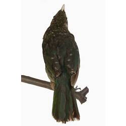 Mounted bird specimen with pale beak and green feathers.