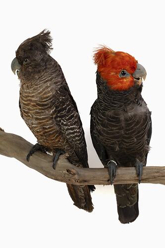 Two parrot specimens mounted on a tree branch.