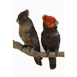 Two parrot specimens mounted on a tree branch.