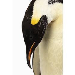 Mounted adult penguin specimen, head detail.