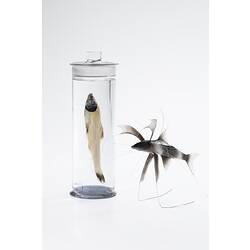 Fluid-preserved fish in a jar next to a model of the same fish.
