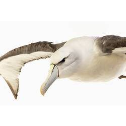 Our Fauna, Sea - Shy Albatross, <em>Thalassarche cauta cauta</em>