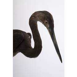 Detail of heron specimen's head and bent neck.