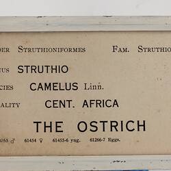 Exhibition Label - Ostrich, National Museum of Victoria, Russell St, Melbourne, circa 1930