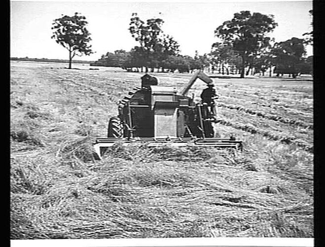 EXP. HEADER HARVESTING DOWN AND TANGLED CROP OF OATS NEAR ELMORE, VIC: JAN 1950