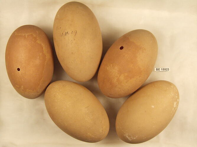 Five bird eggs with specimen label.
