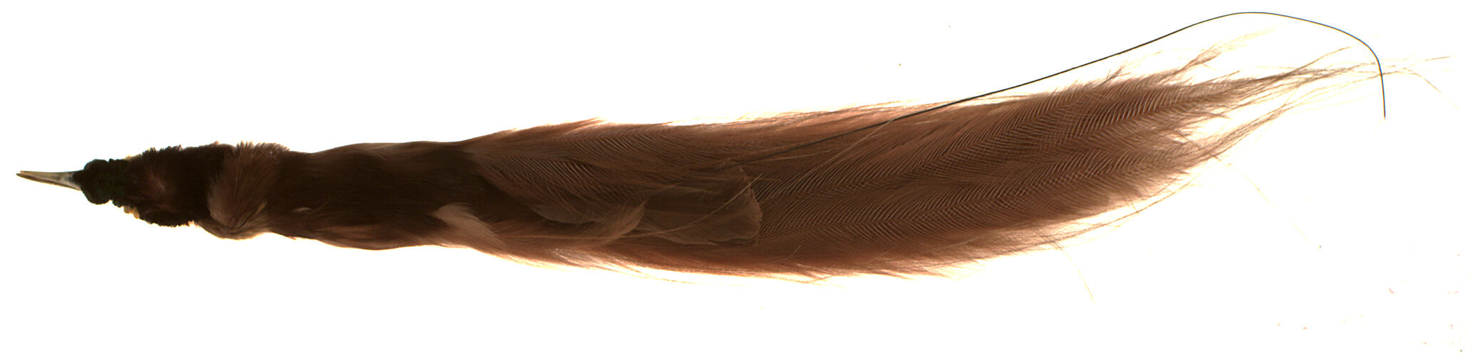 Prepared bird skin with long brown tail.