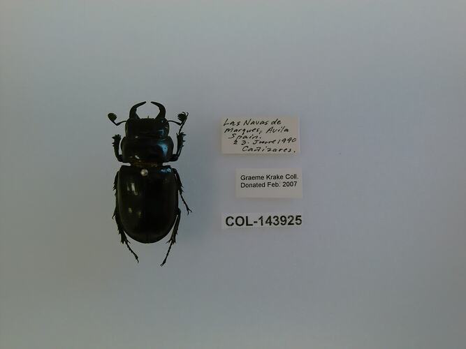 Shiny black beetle specimen with large mandibles, pinned next to text labels.