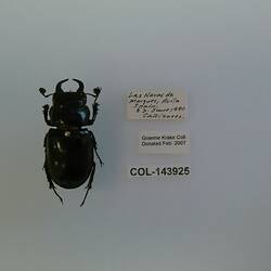 Shiny black beetle specimen with large mandibles, pinned next to text labels.