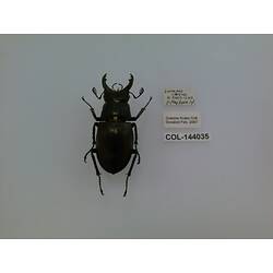 Dorsal view of pinned beetle specimen with labels.