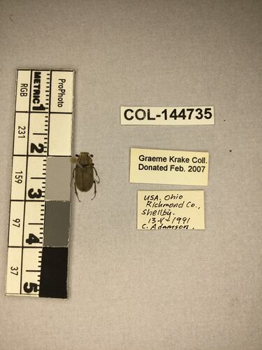 Dorsal view of pinned beetle specimen with labels.