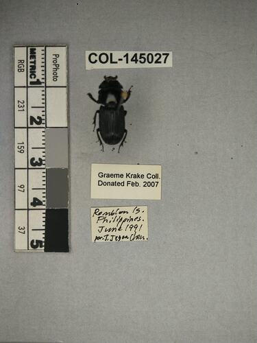 Shiny brown beetle specimen with large mandibles, pinned next to text labels.
