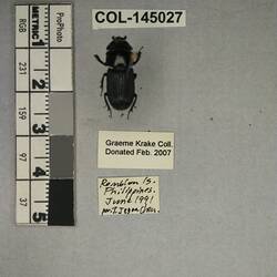 Shiny brown beetle specimen with large mandibles, pinned next to text labels.