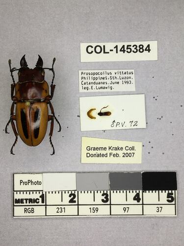 Shiny brown beetle specimen with large mandibles, pinned next to text labels.