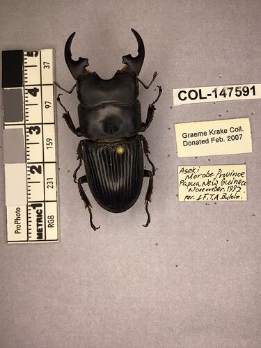 Shiny brown beetle specimen with large mandibles, pinned next to text labels.