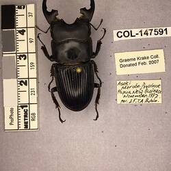 Shiny brown beetle specimen with large mandibles, pinned next to text labels.