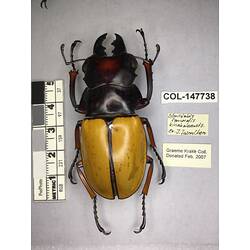Dorsal view of pinned beetle specimen with labels.