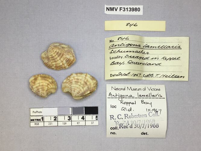 Dry Venus Clam shells beside labels.
