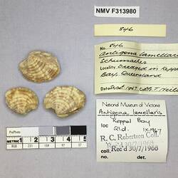 Dry Venus Clam shells beside labels.